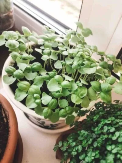 basil growing at home inside in a pot