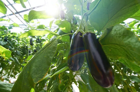 eggplant growing tips