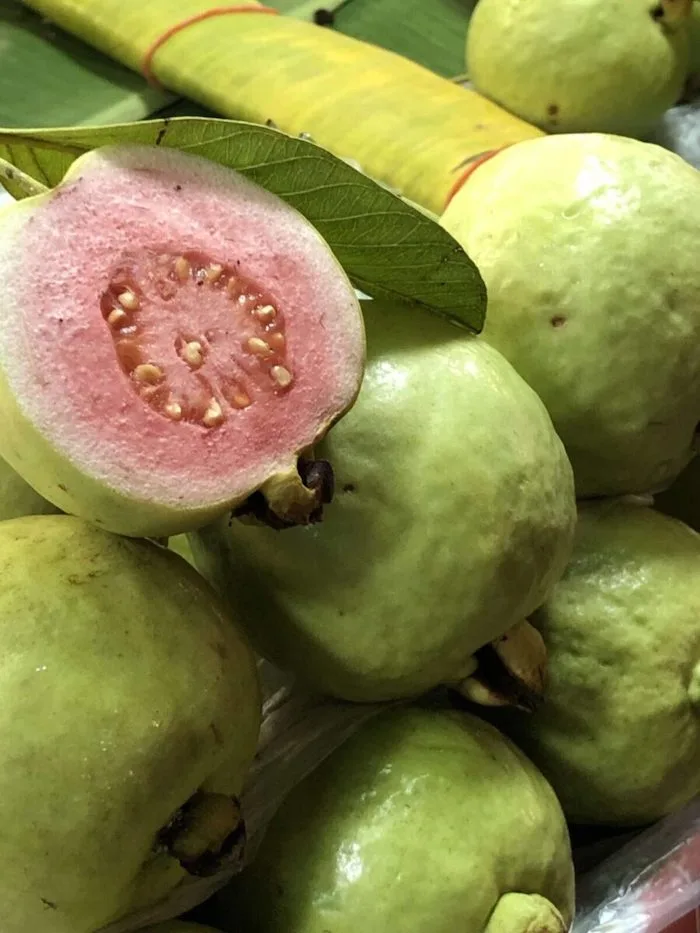 guava tree fruit