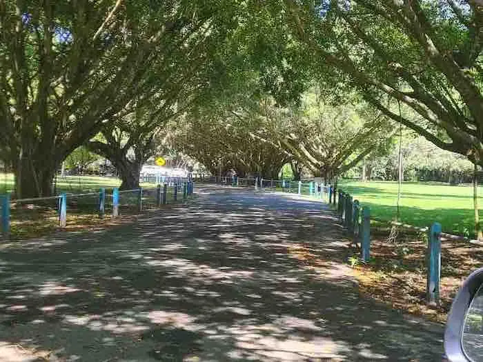 Goomboora Park trees