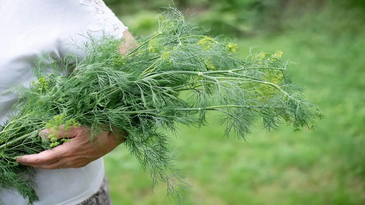 dill growing