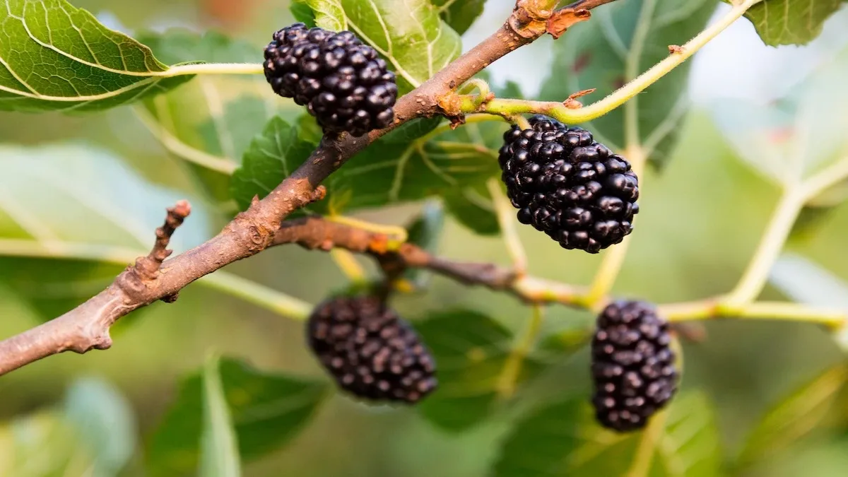 Growing Mulberries Guide