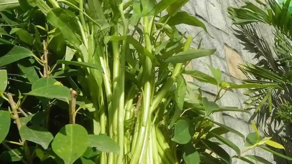 kangkong growing