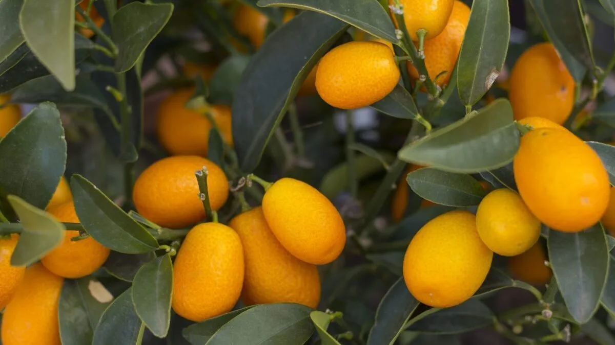 kumquat tree care