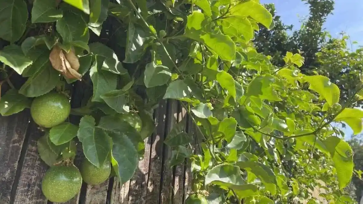 passion fruit growing