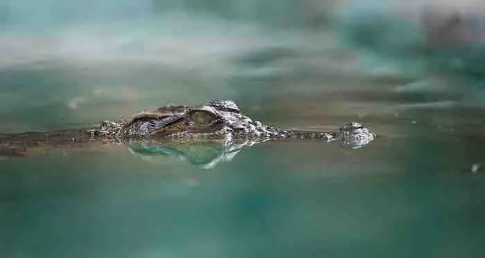 Cairns creeks crocodiles