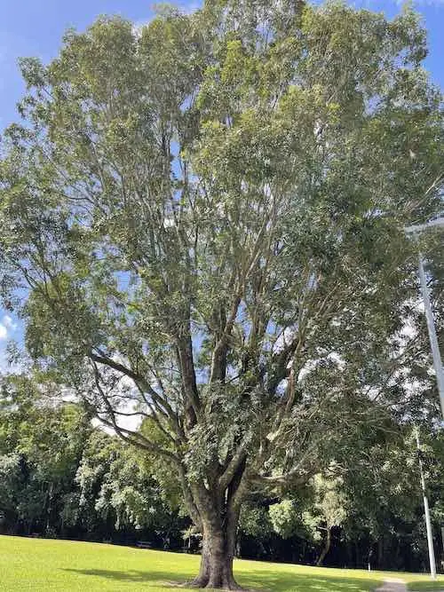Glenoma Park Tree