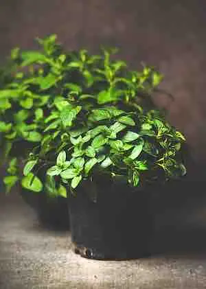 mint growing in pots