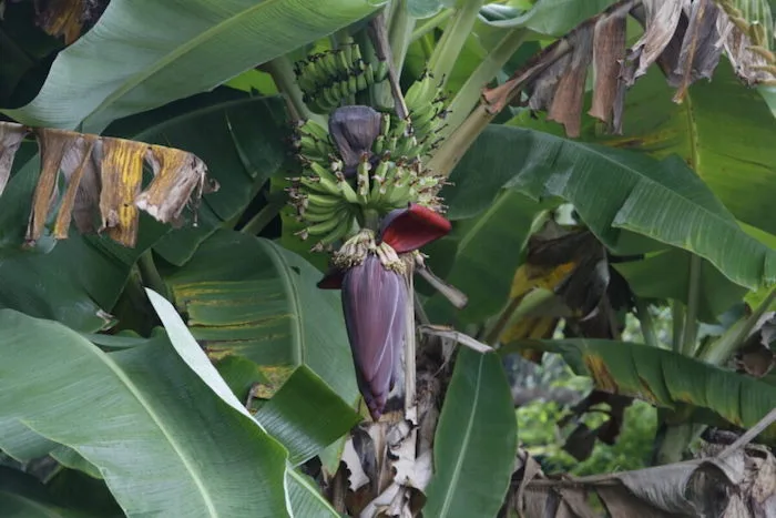 tropical fruit trees list - banana