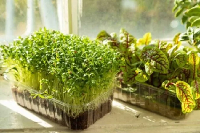 cilantro growing