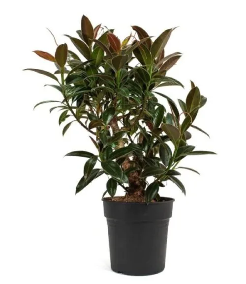 ficus melany care
