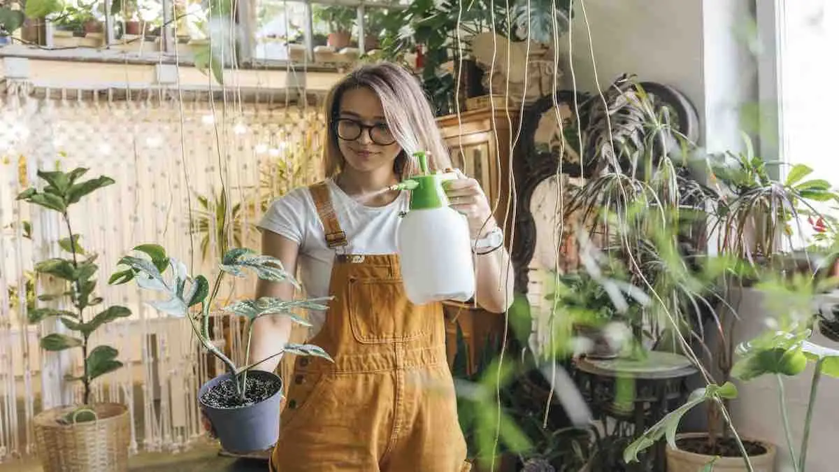 Grow Indoor Plants for Wellbeing