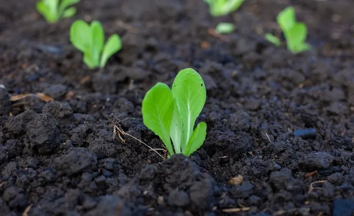 pak choi seedlings